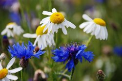 Flowers of the Pyrenees