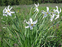 fleurs de printemps