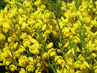 fleurs d'&eacute;t&eacute;